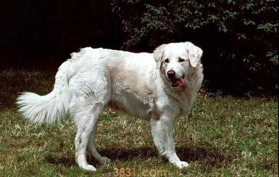 牧羊犬有几种 庞大的高智商牧羊家族族谱(图2)