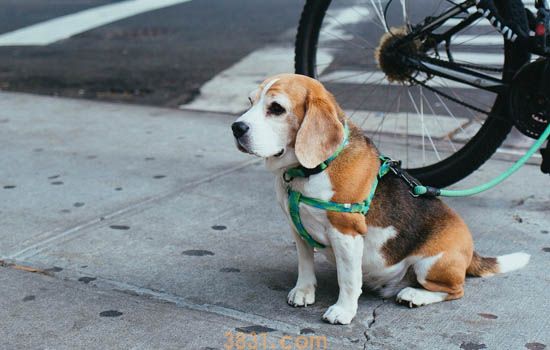 为什么小型犬比大型犬更长寿 什么原因导致寿命更长(图1)