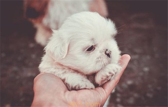 养狗有什么好处 养狗使人开心使人快乐(图1)