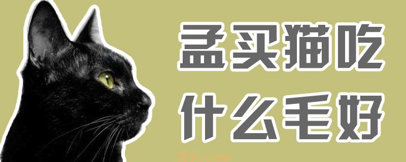 孟买猫吃什么毛好(图1)