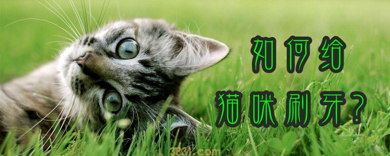 如何给猫咪刷牙(图1)