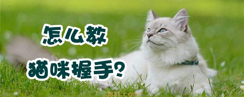 怎么教猫咪握手(图1)
