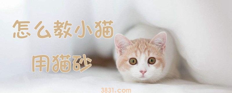 怎么教小猫用猫砂(图1)