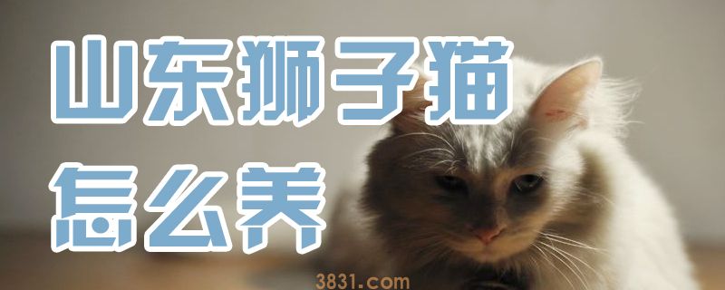 山东狮子猫怎么养(图1)