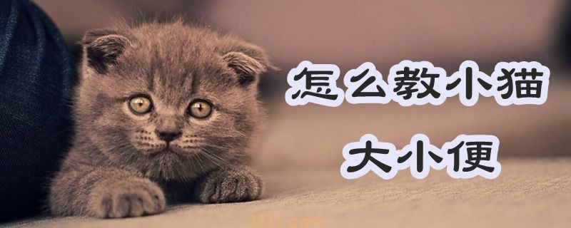 怎么教小猫大小便(图1)
