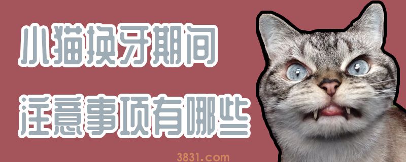 小猫换牙期间注意事项有哪些(图1)