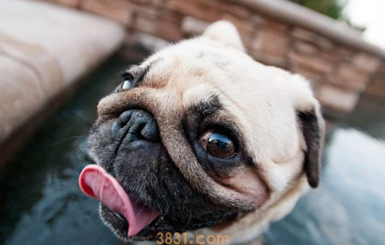 饲养斗牛犬的方法 斗牛犬你得这么养啊,告诉你秘诀还不看(图1)