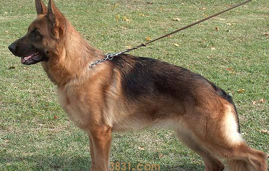 德国牧羊犬的性格 对社会有这么大贡献但是你了解它吗?(图1)