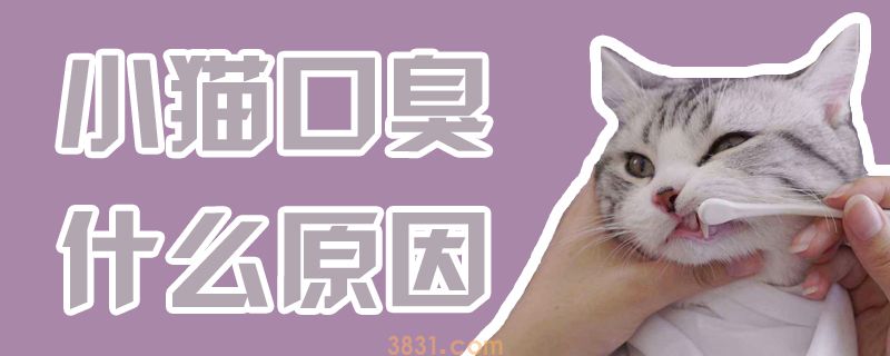 小猫口臭什么原因(图1)