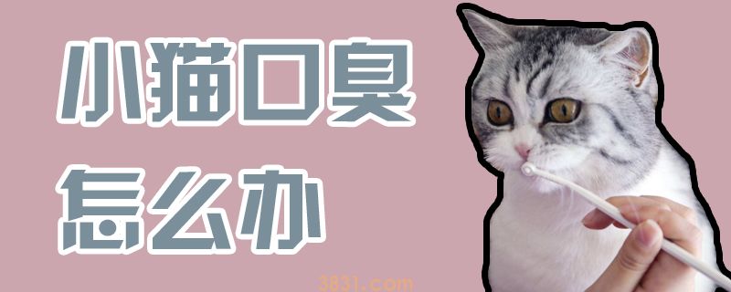 小猫口臭怎么办(图1)