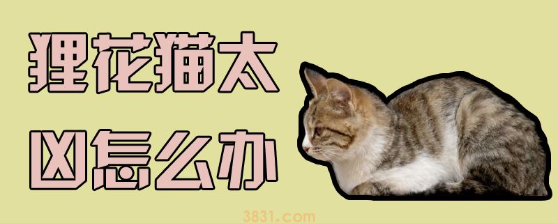 狸花猫太凶怎么办(图1)