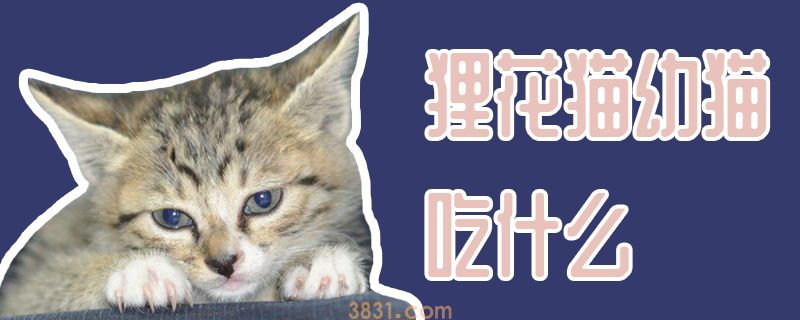 狸花猫幼猫吃什么(图1)
