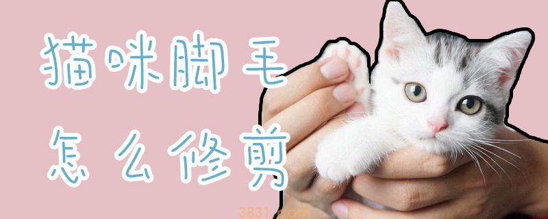 猫咪脚毛怎么修剪(图1)