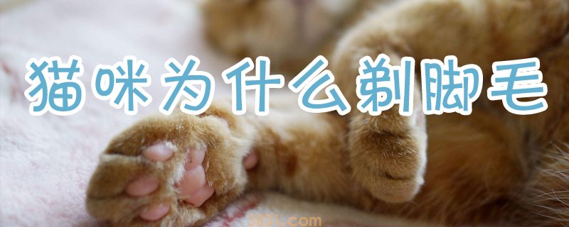 猫咪为什么剃脚毛(图1)