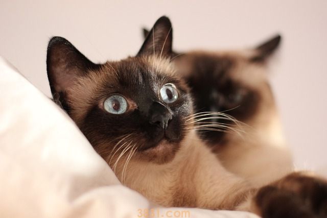 猫咪掉牙齿是怎么回事(图1)