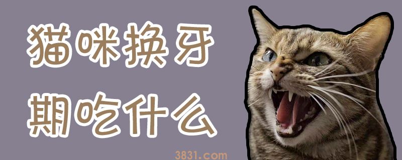 猫咪换牙期吃什么(图1)