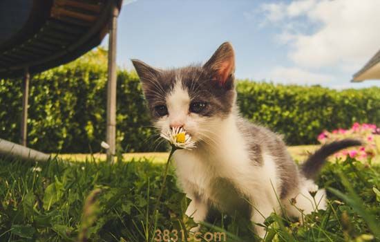 猫咪换牙有什么症状(图2)
