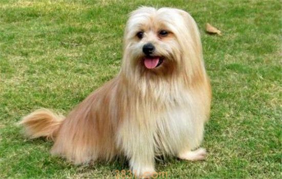 西施犬怎么看品相 教你如何挑选西施犬(图2)