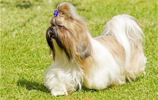 西施犬怎么看品相 教你如何挑选西施犬(图1)