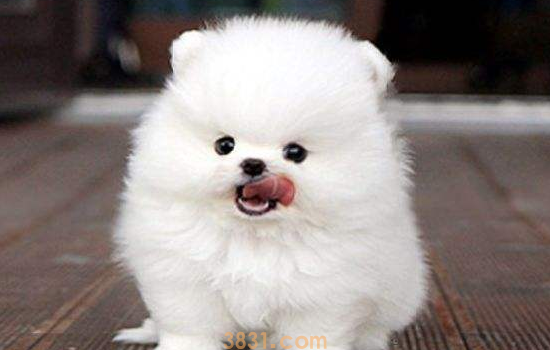 怎么挑选博美犬 博美犬挑选的小技巧都教给你了你还不看看(图1)