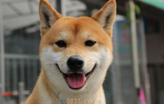 怎么区分秋田犬和柴犬 想要区分你养的是秋田还是柴犬吗?(图1)