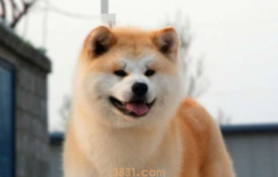 怎么区分秋田犬和柴犬 想要区分你养的是秋田还是柴犬吗?(图2)
