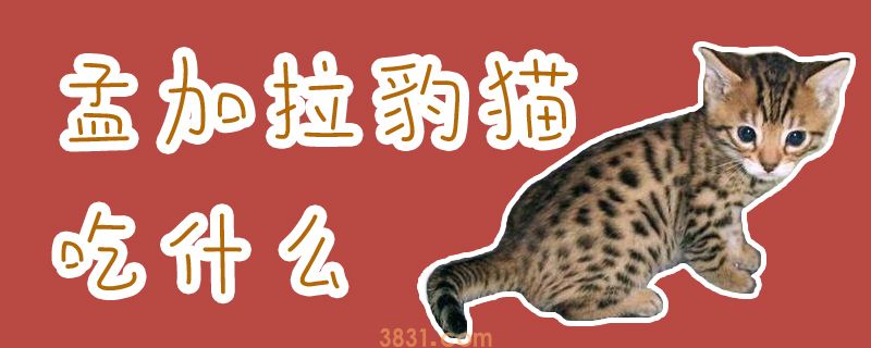 孟加拉豹猫吃什么(图1)