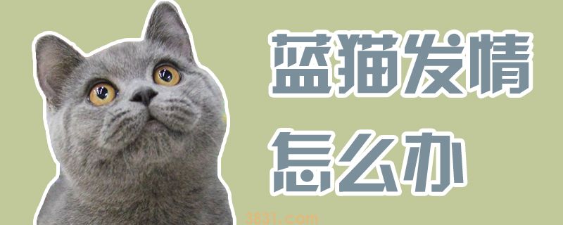 蓝猫发情怎么办(图1)