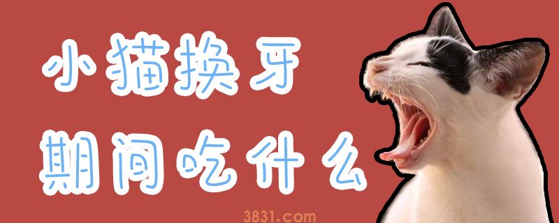 小猫换牙期间吃什么(图1)