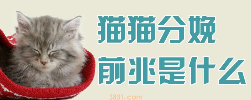 猫猫分娩前兆是什么(图1)
