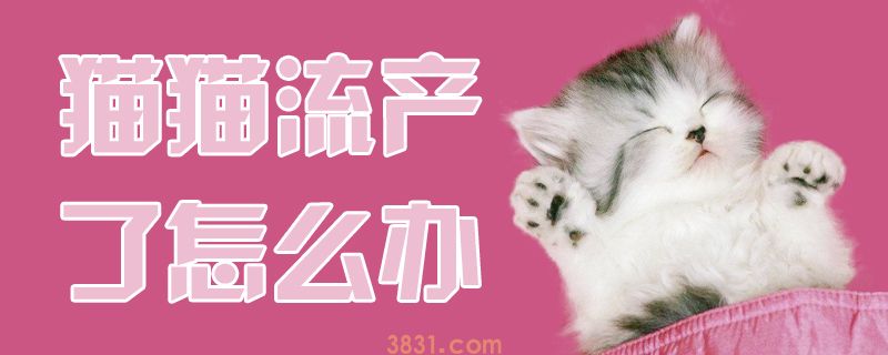 猫猫流产了怎么办(图1)