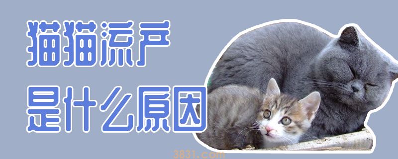 猫猫流产是什么原因(图1)
