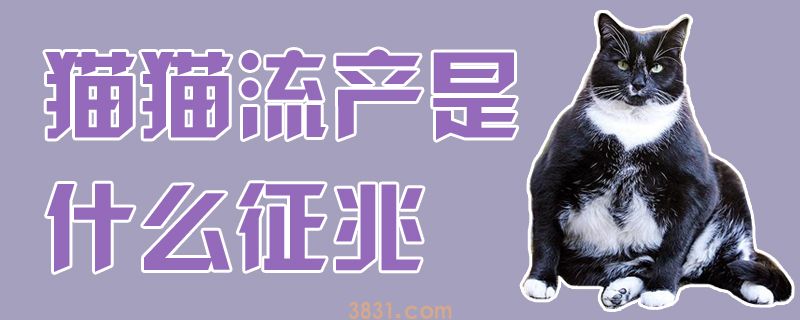 猫猫流产是什么征兆(图1)
