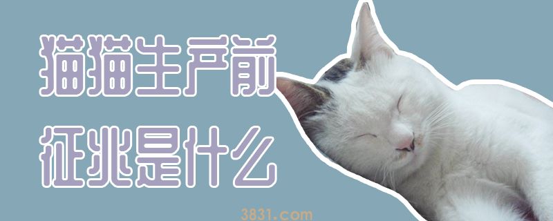 猫猫生产前征兆是什么(图1)