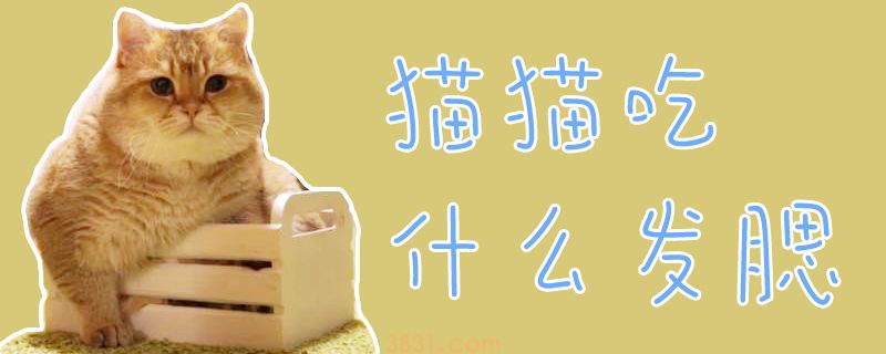 猫猫吃什么发腮(图1)