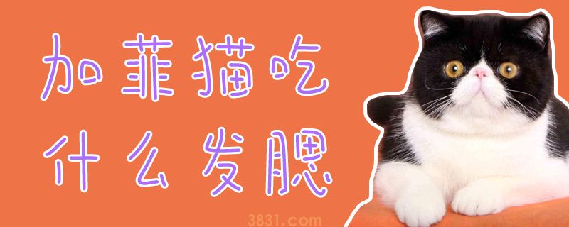 加菲猫吃什么发腮(图1)