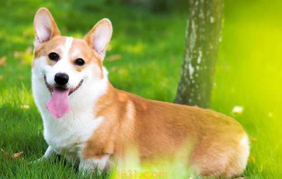 不养柯基犬的理由 养不养柯基看看你能不能接受再说吧!(图1)