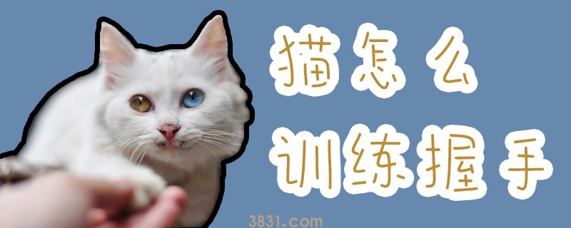 猫怎么训练握手(图1)