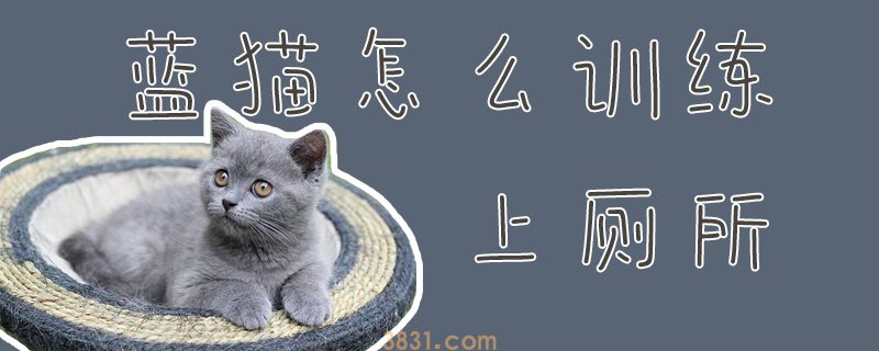 蓝猫怎么训练上厕所(图1)