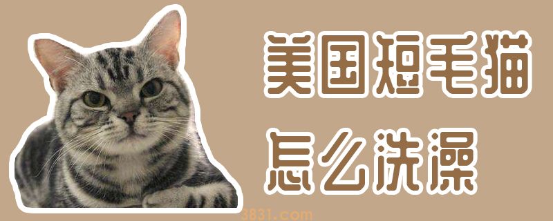 美国短毛猫怎么洗澡(图1)