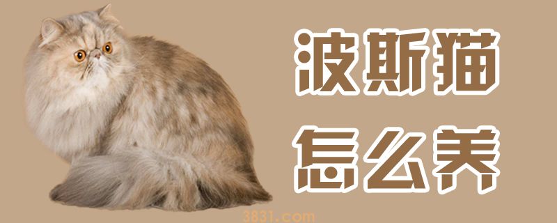 波斯猫怎么养(图1)