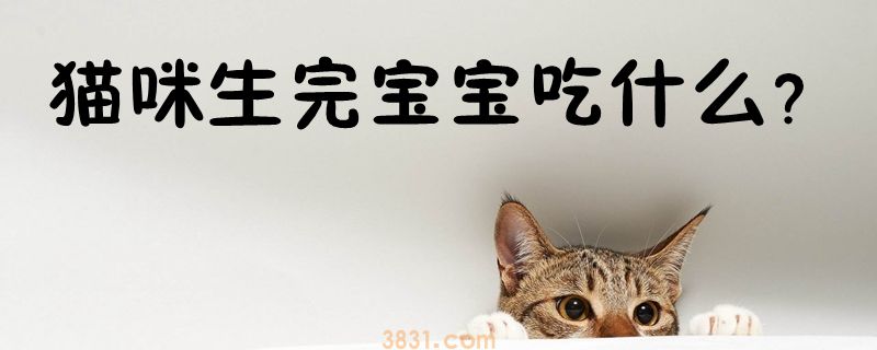 猫咪生完宝宝吃什么(图1)