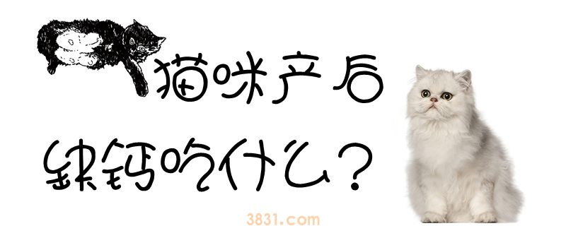 猫咪产后缺钙吃什么(图1)