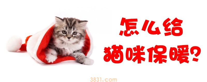 怎么给猫咪保暖(图1)