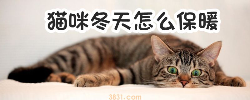 猫咪冬天怎么保暖(图1)