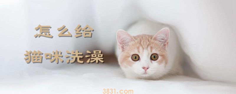 怎么给猫咪洗澡(图1)