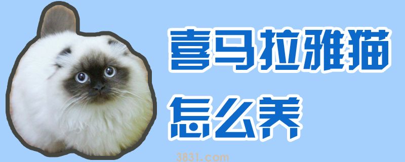 喜马拉雅猫怎么养(图1)