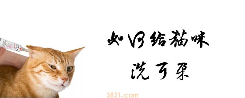 如何给猫咪洗耳朵(图1)
