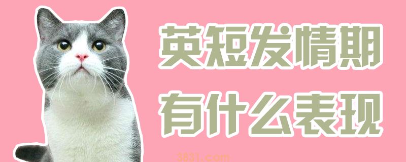 英短发情期有什么表现(图1)