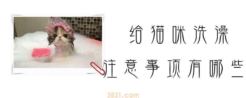 给猫咪洗澡的注意事项有哪些(图1)